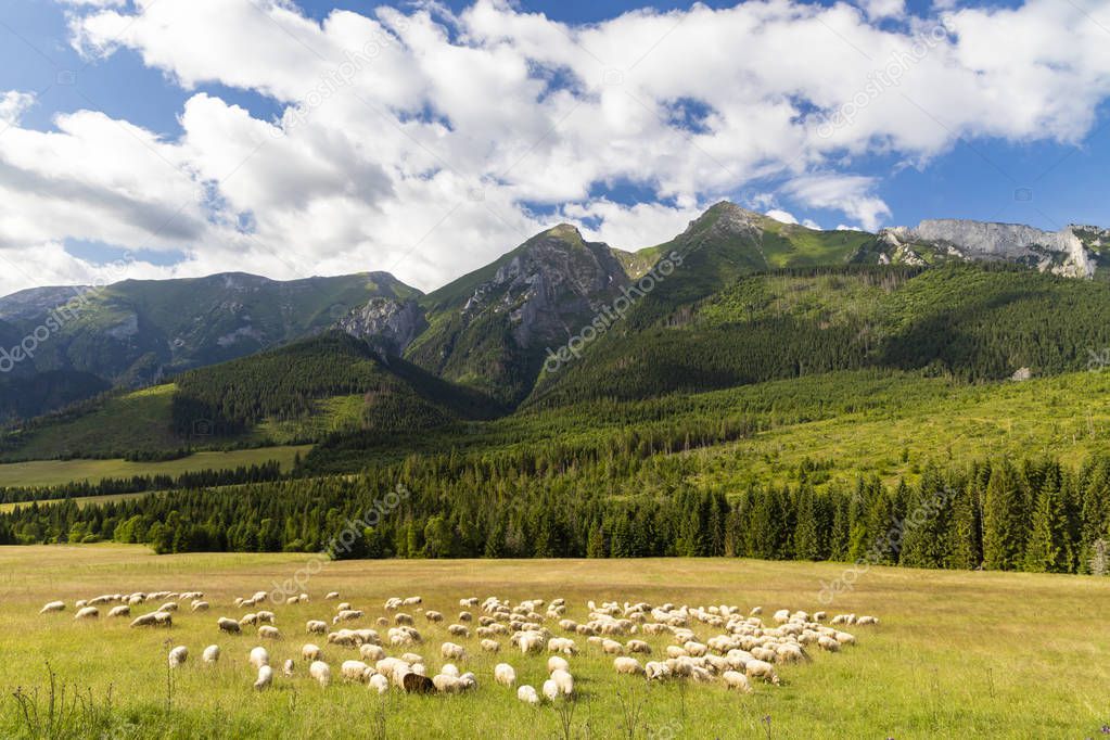 flock of sheep in Belianske tatras mountains, Slovakia