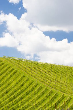 Styria 'daki Avusturya Slovenya sınırında üzüm bağı
