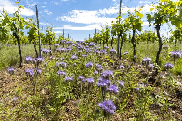 Espaçamento floral na vinha orgânica, Moravia, República Checa — Fotografia de Stock