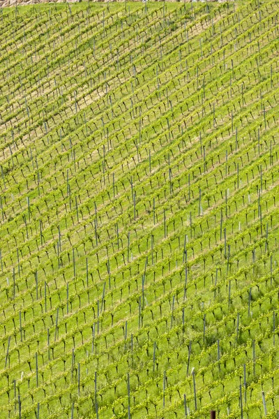 Wijngaard aan de Oostenrijkse Sloveense grens in Stiermarken — Stockfoto
