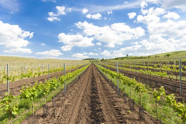 Vingårde, Palava, Moravia-regionen, Tjekkiet - Stock-foto