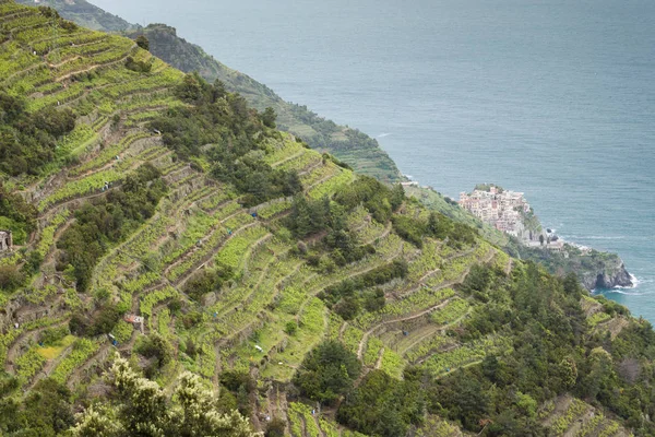 Vinhas na Costa, Cinque Terre, Itália — Fotografia de Stock