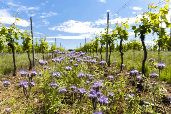 Espacement floral dans le vignoble biologique, Moravie, République tchèque — Photo