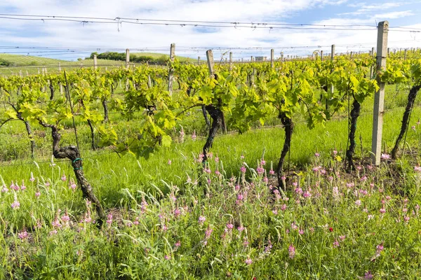 Blommigt avstånd i ekologisk vingård, Mähren, Tjeckien — Stockfoto