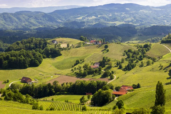 Vinice na rakouských slovinských hranicích ve Štýrsku — Stock fotografie