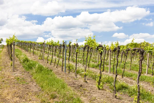 Vineyards, Palava, Moravia region, Czech Republic Stock Picture