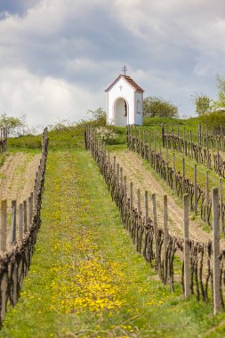 Hnanice yakınlarındaki üzüm bağları, Znojmo bölgesi, Çek Cumhuriyeti