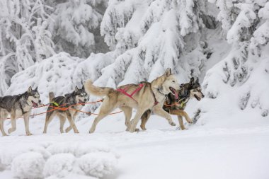 Sedivacek 'in uzun, Çek Cumhuriyeti kızak yarışı