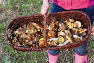 Çek Cumhuriyeti orman mantarı ile sepet