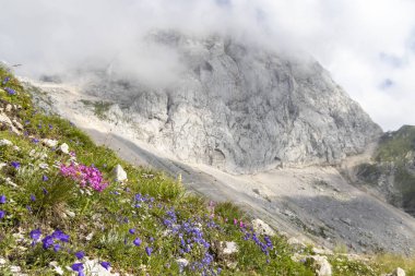 Mountain flora near Mangart, Triglav national park, Julian Alps, clipart
