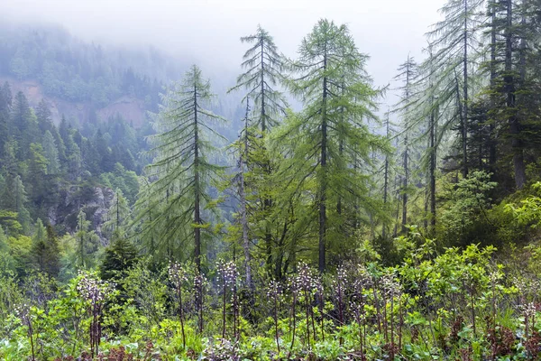 Paisagem perto de Sauris di sotto, Friuli-Venezia Giulia, Itália — Fotografia de Stock