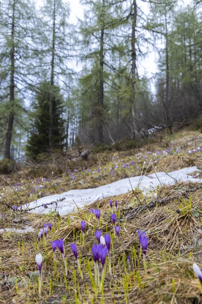 Pré fleuri au début du printemps avec crocus à Sella di Rioda, Alpes — Photo