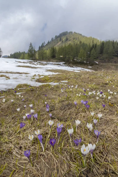 Ранняя весна цветет луг с крокусом в Селла-ди-Риода, Альпы — стоковое фото