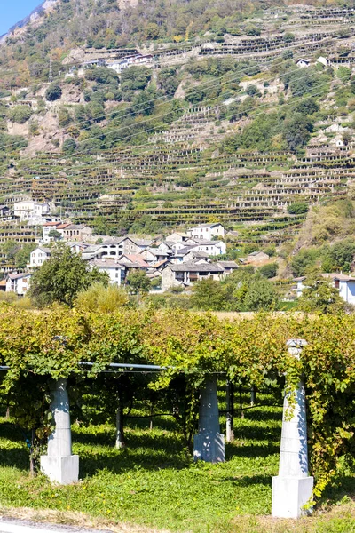 Vingård, Valle d 'aosta i Italien — Stockfoto
