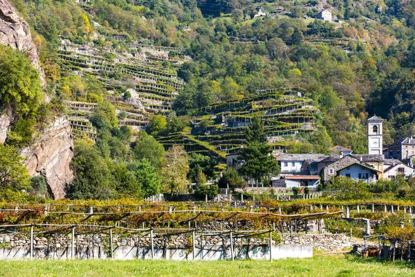 Vinhedo, Valle d 'aosta em Italia — Fotografia de Stock