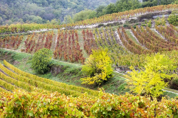 Hösten vingårdar i Rhona region, Frankrike — Stockfoto