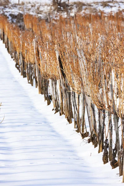 Vinice v blízkosti Sarospatak, Tokaj region Maďarsko — Stock fotografie