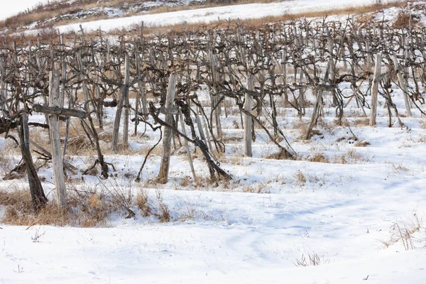 Weinberge in der Nähe von Sarospatak, Tokaj Region Ungarn — Stockfoto