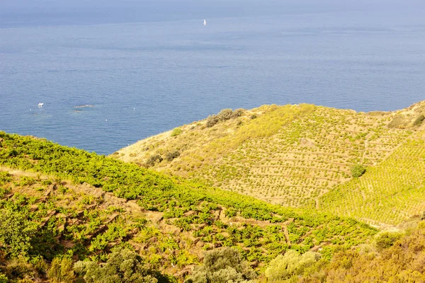 Vineyard landscape near Banyuls sur Mer, Pyrenees Orientales, Ro — Stock Photo, Image