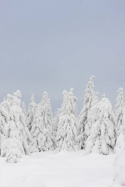 Árboles de abeto paisaje de invierno cubiertos de nieve — Foto de Stock