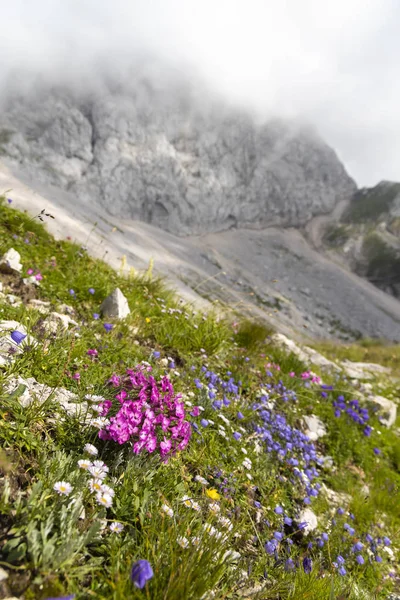 Mountain flora near Mangart, Triglav national park, Julian Alps, — Stock Photo, Image