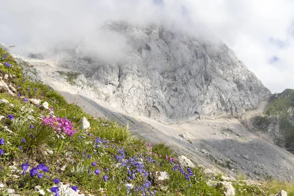 Mountain flora near Mangart, Triglav national park, Julian Alps, — Stock Photo, Image