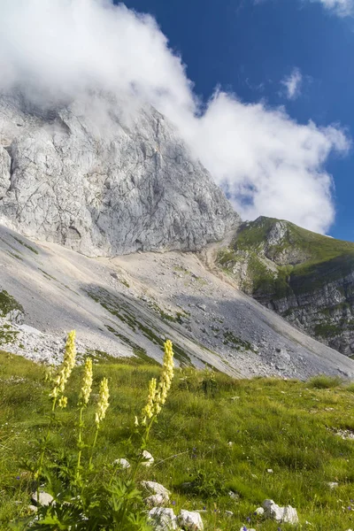 Horská Flóra nedaleko Mangartu, Triglavský národní park, Julian Alp, — Stock fotografie