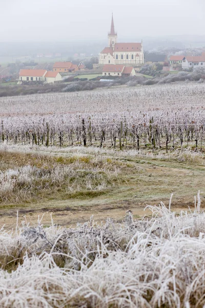 Vignobles en hiver, région de Znojmo, République tchèque — Photo