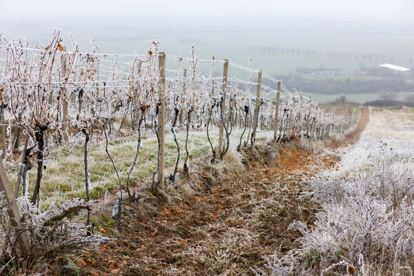 виноградники зимой, регион Зноймо, Чехия