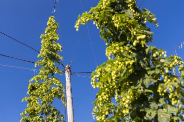 Zatecz bölgesinde Hop alanı, Çek Cumhuriyeti
