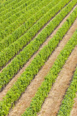 şarap bölgesi Languedoc-Roussillon, Roussillon, F üzüm bağları