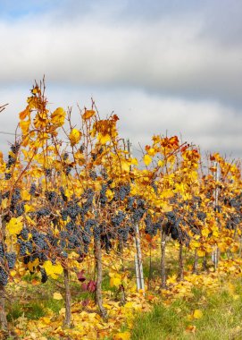 Mavi üzümler Zweigeltrebe, Aşağı Avusturya, Avusturya