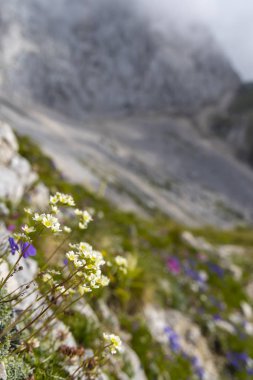 Mangart yakınlarındaki dağ florası, Triglav milli parkı, Julian Alpleri,