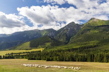 Belianske tatras dağlarında koyun sürüsü, Slovakya