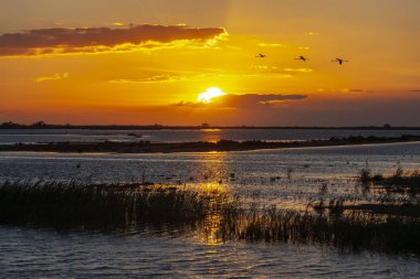 Ulusal Park Camargue, Provence, Fransa