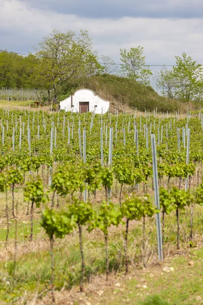 Winnica w południowych Morawach, Czechy — Zdjęcie stockowe