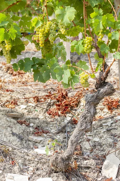 Vingårdar i vinregionen Languedoc-Roussillon, Roussillon, F — Stockfoto