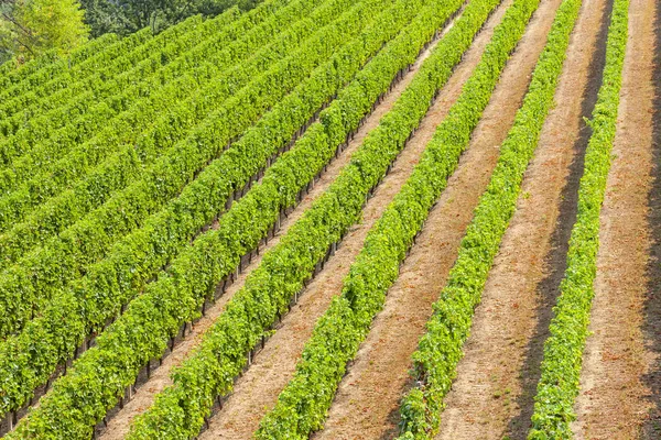 Szőlőültetvények a borvidéken Languedoc-Roussillon, Roussillon, F — Stock Fotó