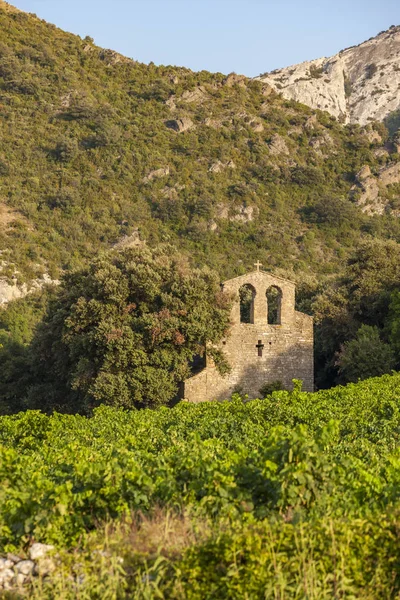 Viñedos en la región vinícola Languedoc-Rosellón, Rosellón, F —  Fotos de Stock