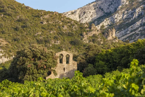 Viñedos en la región vinícola Languedoc-Rosellón, Rosellón, F —  Fotos de Stock