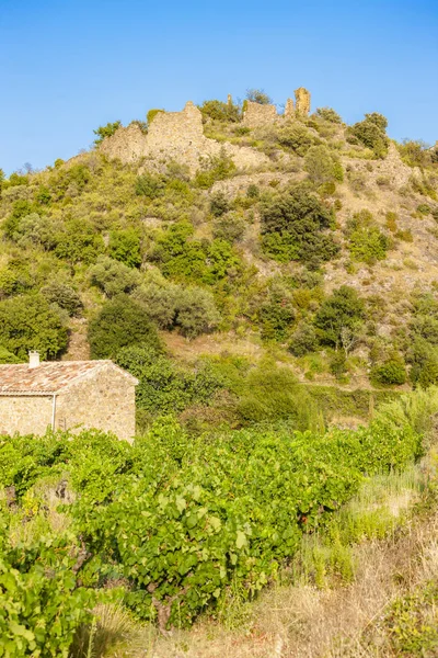 Wijngaarden in de wijnstreek Languedoc-Roussillon, Roussillon, F — Stockfoto