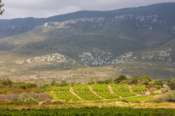 Vineyards in the wine region Languedoc-Roussillon, Roussillon, F — Stock Photo, Image