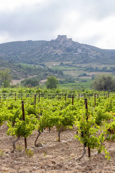 Vineyards in the wine region Languedoc-Roussillon, Roussillon, F — Stock Photo, Image
