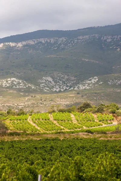 Weinberge in der Weinregion languedoc-roussillon, roussillon, f — Stockfoto