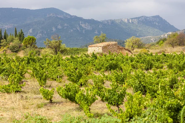 Weinberge in der Weinregion languedoc-roussillon, roussillon, f — Stockfoto