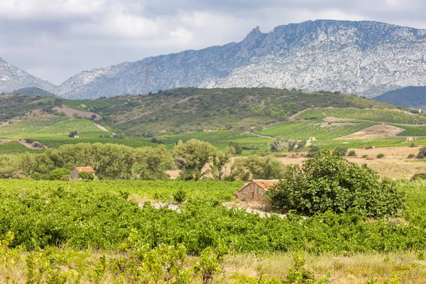 Vineyards in the wine region Languedoc-Roussillon, Roussillon, F — Stock Photo, Image