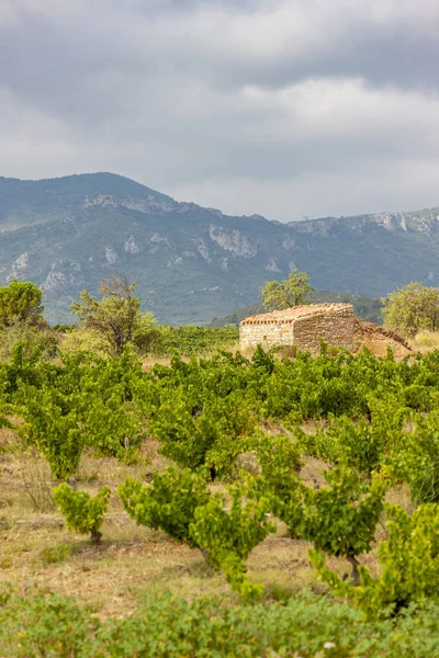Şarap bölgesi Languedoc-Roussillon, Roussillon, F üzüm bağları — Stok fotoğraf