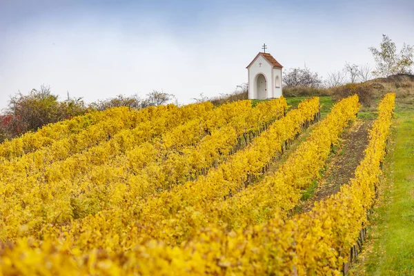 Isten kínzás közelében Hnanice az őszi szőlő, Dél-Mora — Stock Fotó