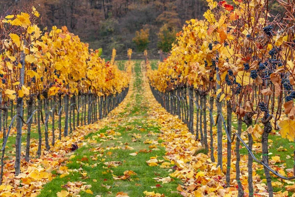 Őszi szőlőültetvények közelében Retz, Alsó-Ausztria, Ausztria — Stock Fotó