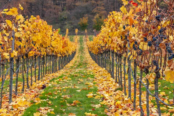 Herbstliche Weinberge bei Retz, Niederösterreich, Österreich — Stockfoto